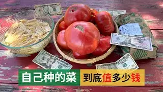自己种的菜，到底值多少钱，什么菜需要100美刀，结局让种菜人欣慰