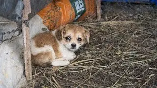 A Stray Puppy Ran Into My Grandma's BackYard, and Curled Up There for 2 Days