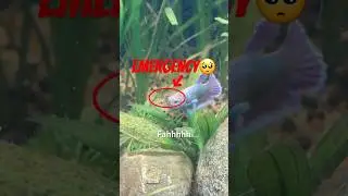 My Betta Fish Almost Died After Eating a Shrimp 😱