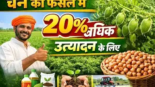 गलती मत✖️ करना! चने🌱 की उपज 20% बढ़ाने का सीक्रेट✅