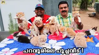 🐨പേർഷ്യൻ പൂച്ചകൾക്ക് മാത്രമായി ഒരു വീടൊരുക്കി യൂനിസ് ഇക്ക !| Persian Cats | Persian cat malayalam
