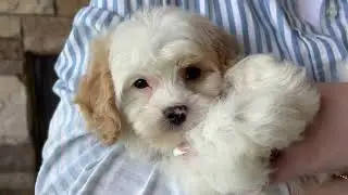 Cavachons by Design Andy