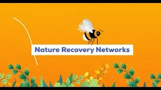 Nature Recovery Networks for Northern Ireland