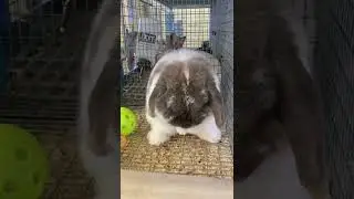 Fluffy Bunny Cleaning Face and Ear