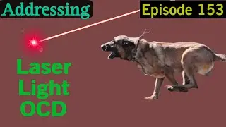 Addressing Laser Light OCD in Dogs