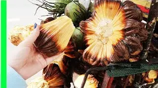 Nipa palm and Fresh Coconut ( Dừa Nước Tươi) - Vietnamese Street Food