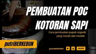 cara mudah membuat POC kotoran Sapi