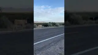 Video of Baylor Canyon Rd Spur, BLM, Free, NM from amanda