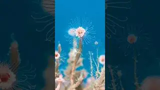 Incredible Hydroids