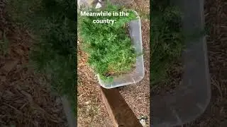 CITY VS COUNTRY PEOPLE