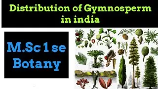Distribution of Gymnosperm in india || MSc botany