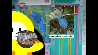 Glosario de la biodiversidad del hibrido Bosque h&uacute;medo andino x Paisaje cafetero. Muestra de Quind&iacute;o