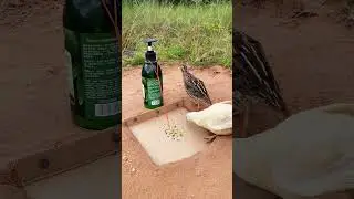 New Creative Unique DIY Quail Trap #shorts