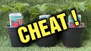 Is Buying Shop Plug Plants Cheating ?