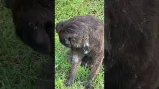 Bailey has been in the cocklebur patch