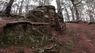 Ruta de senderismo circular por el monte de Las Raices.MONTE DE LAS RAICES TENERIFE 2025