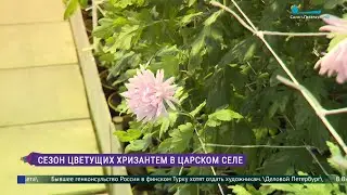 В оранжереях Царского Села расцвели хризантемы