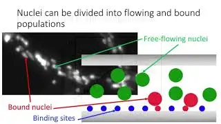Winner: Mycofluidics: Math & Fungi