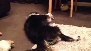 Dog and Chinchilla playing together.