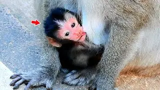 Wow! Newborn b-aby look so adorable with mom Toma in Alba troop