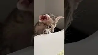Oriental kitten with curious eyes