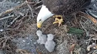 Anna II feeds breakfast to both eaglets | Kisatchie National Forest E-1 | Jan 29, 2026