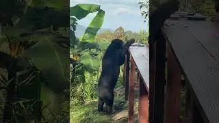 Wild Bear Steals Lunch