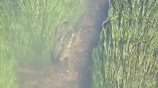 Spawning Barbel in the river Stour, West Midlands