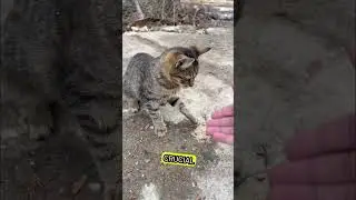 Why Cats Go CRAZY for Laser Pointers!