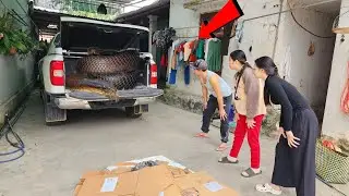 Brave girl catches a nest of highly venomous snakes in a car, helping people.