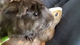 happy guinea pig noises
