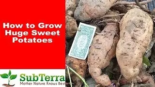 How to Grow Huge Sweet Potatoes BTE Style