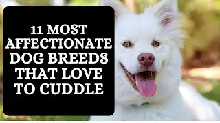 11 Most Affectionate Dog Breeds That Love to Cuddle