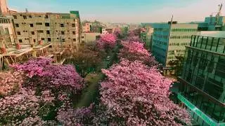 Bengaluru Turns Pink! Stunning Cherry Blossoms in Full Bloom #video #bengaluru #travel #karnataka