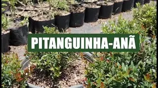 Pitanguinha-an&atilde; (Eugenia mattosii)