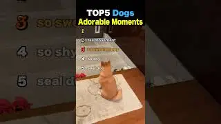 TOP5 Dogs Adorable Moments