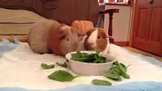 Guinea pigs eating