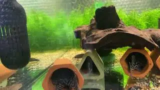 BRISTLENOSE 24hour clean up challenge! L333 king TIGER belo Monte GOLD pleco fry