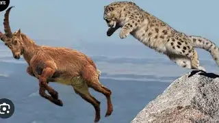 Snow Leopard Attack