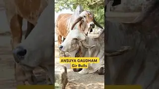 Gir Bulls ANSUYA GAUDHAM ✨#strong #bloodline #bull