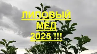 ВЗЯТОК С ЛИПЫ 2025 !!!