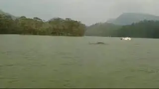 Padayappa Elephant Swimming In Mattupatty Dam Munnar