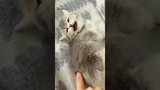 #cutestkittens  😍 These Tiny Furballs Will Melt Your Heart! 🐾💕 #shorts #cutekittenvideos