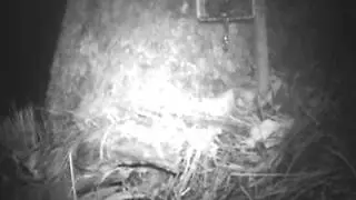 Agile Antechinus - 22.4.13