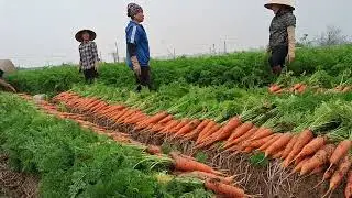 cà rốt cuối vụ  được giá bà con khẩn khỏi