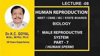 HUMAN MALE REPRODUCTIVE SYSTEM - HUMAN SPERM - NEET / NCERT