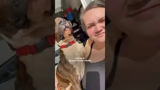 Dog Who Just Got Adopted Holds Mom's Hand The Whole Way Home | The Dodo