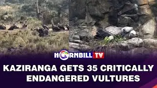 KAZIRANGA GETS 35 CRITICALLY ENDANGERED VULTURES