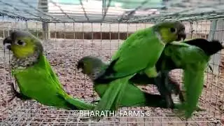 Black Capped Conure (Pyrrhura Rupicola)