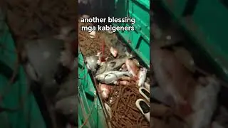 another blessing,  kuha sa ating fishtrap#fishing #mandaragat #fishingvideo #fishtrappingtechniques